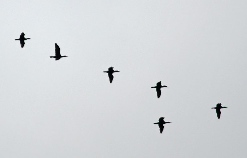 Migrating Cormorants