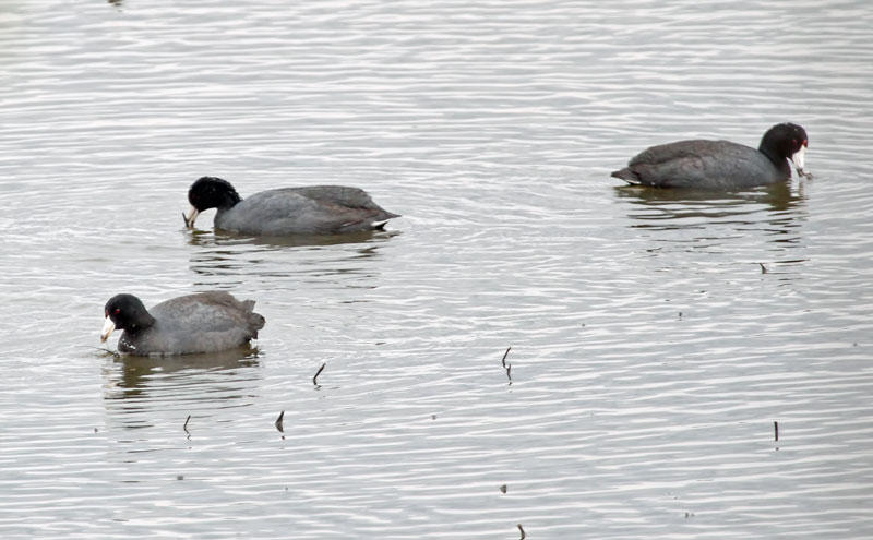 American Coot