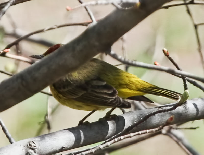 Palm Warbler