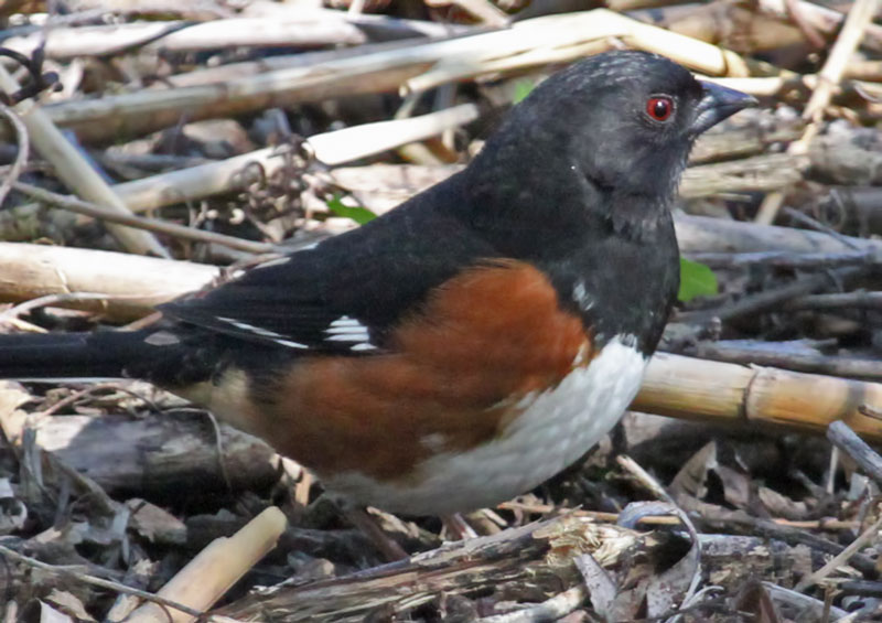 Eastern Towhee