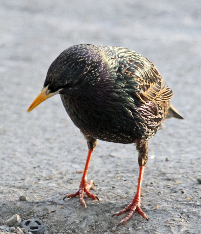 European Starling