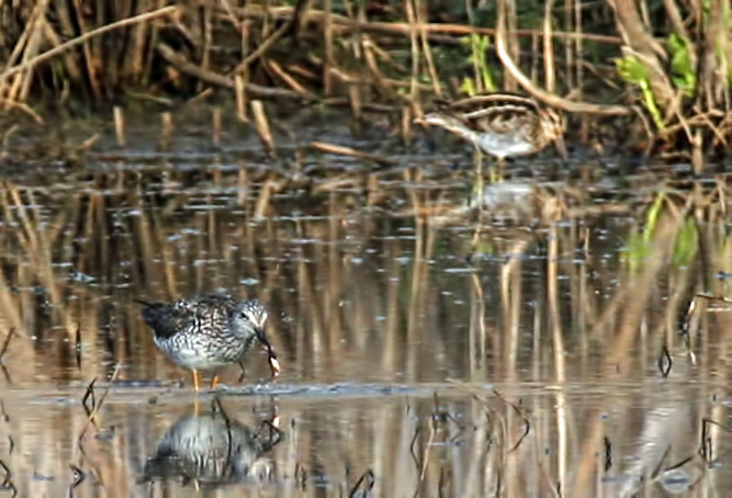 Lesser Yellow Legs