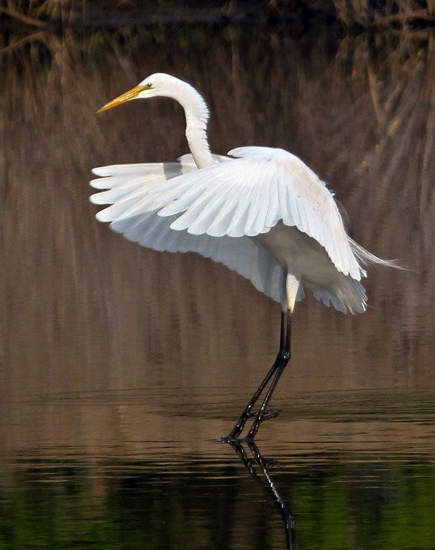 Great Egret