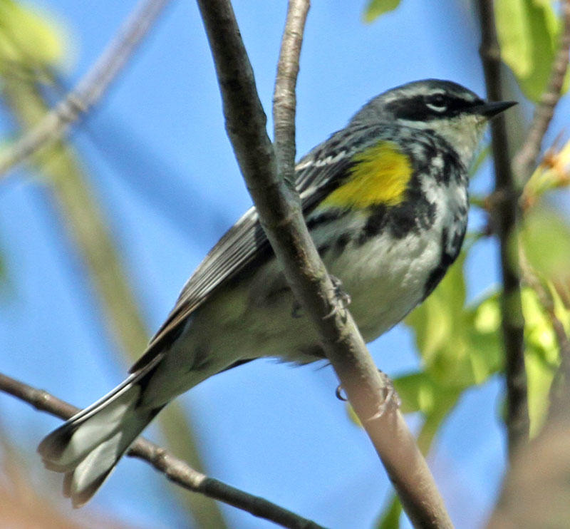 Yellow Rumped Warbler