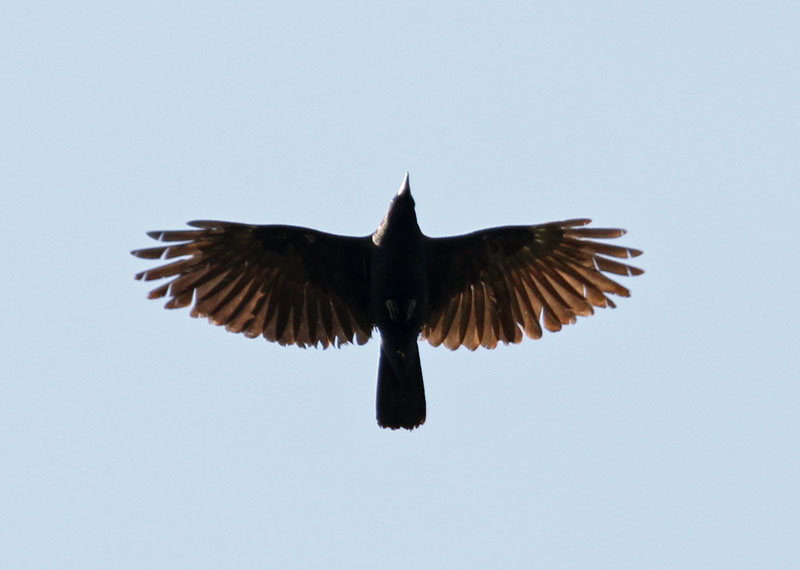 American Crow