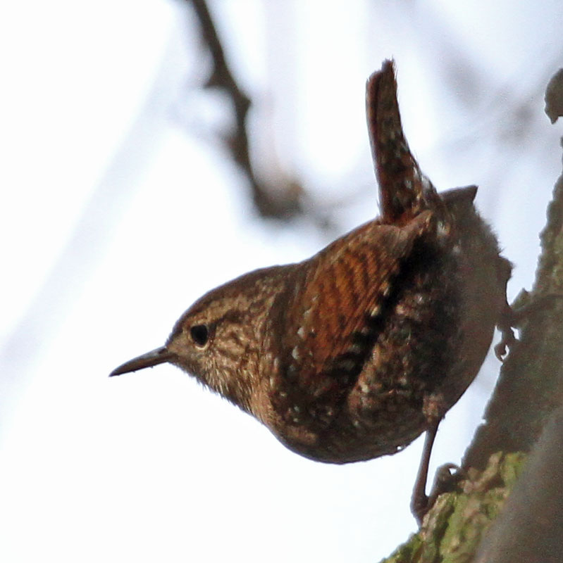 Winter Wren