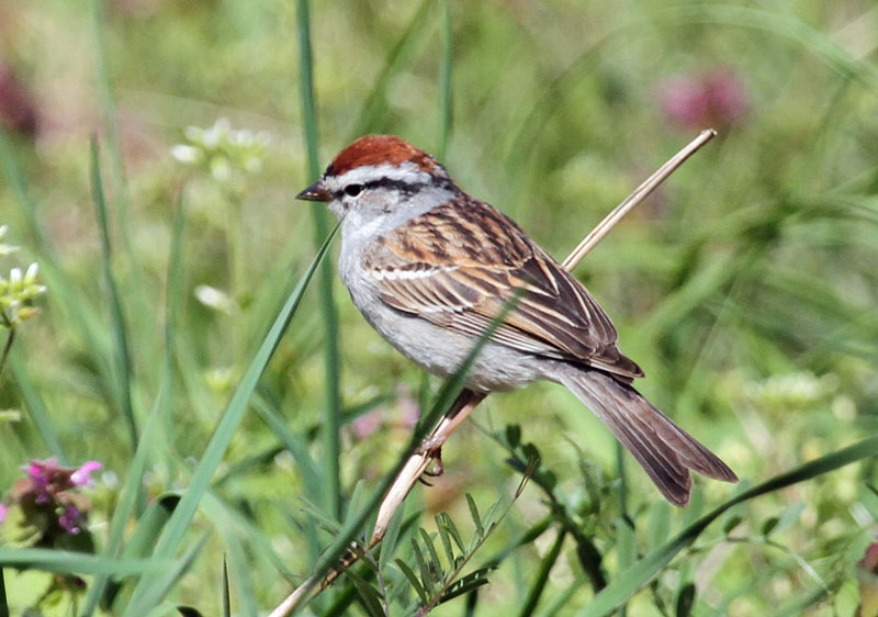 Chipping Sparrow