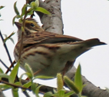 Savannah Sparrow