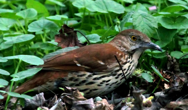 Brown Thrasher