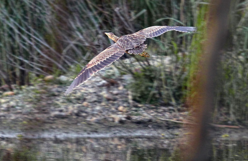 American Bittern