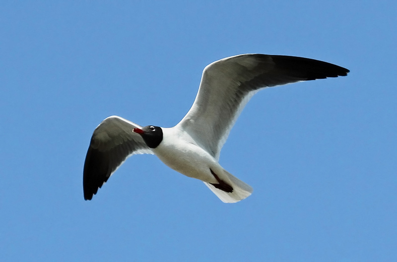Laughing Gull