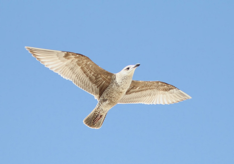 Herring Gull (juvenile)