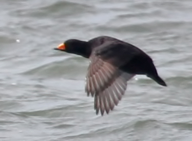 Black Scoter (male)