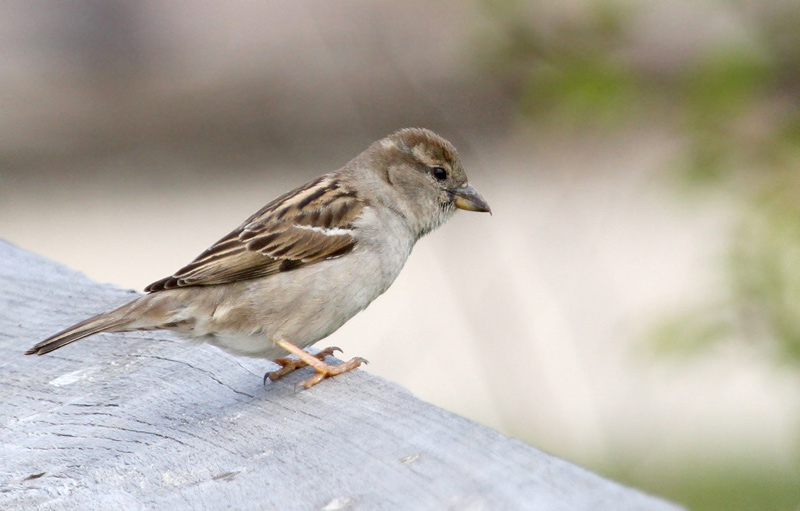 House Sparrow (female)