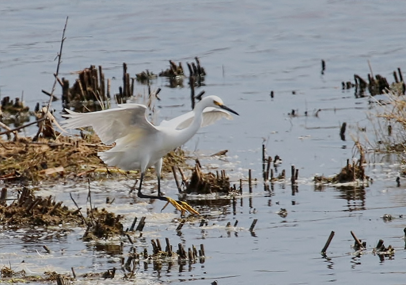 Snowy Egret