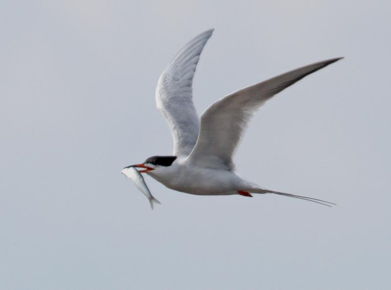 Forster's Tern