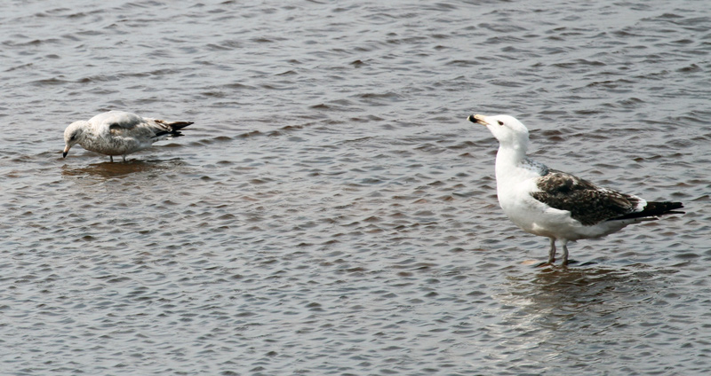 Ring Billed and Great Black-Backed Gulls