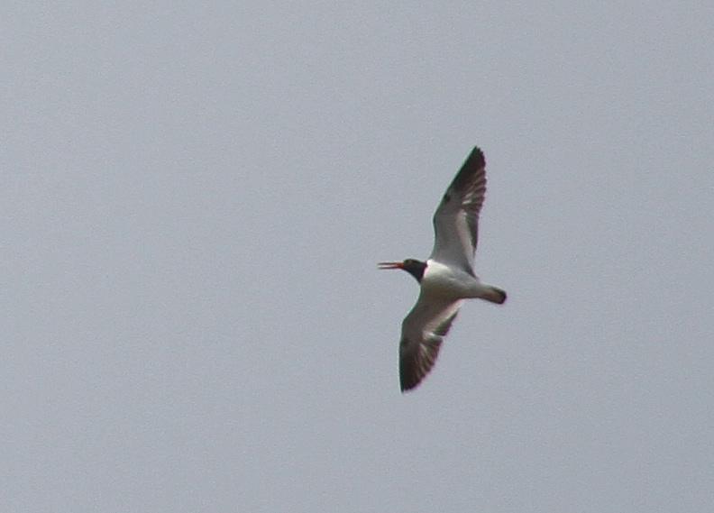 American Oystercatcher