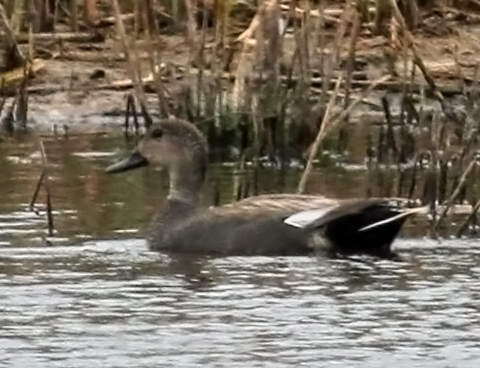 Gadwall (male)
