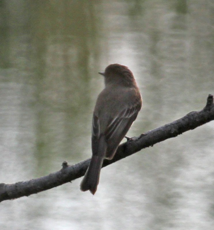 Eastern Phoebe