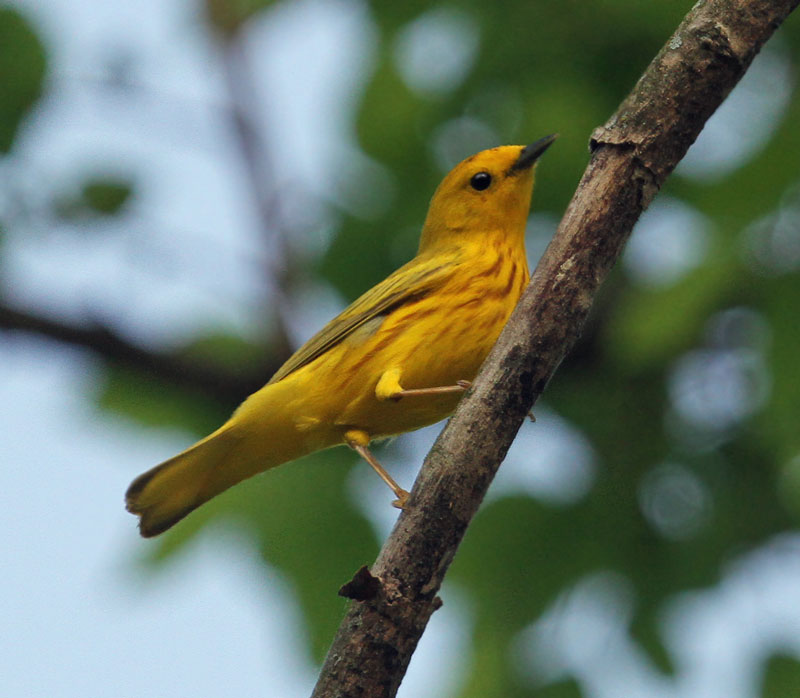 Yellow Warbler