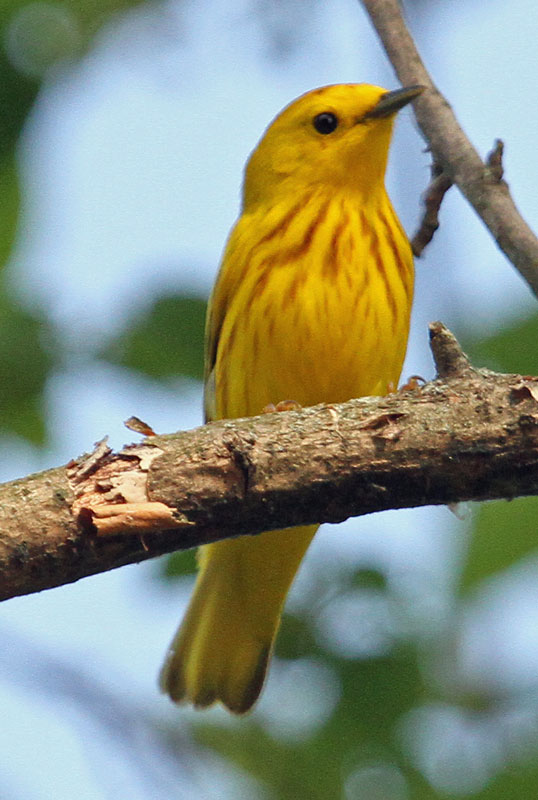Yellow Warbler 2