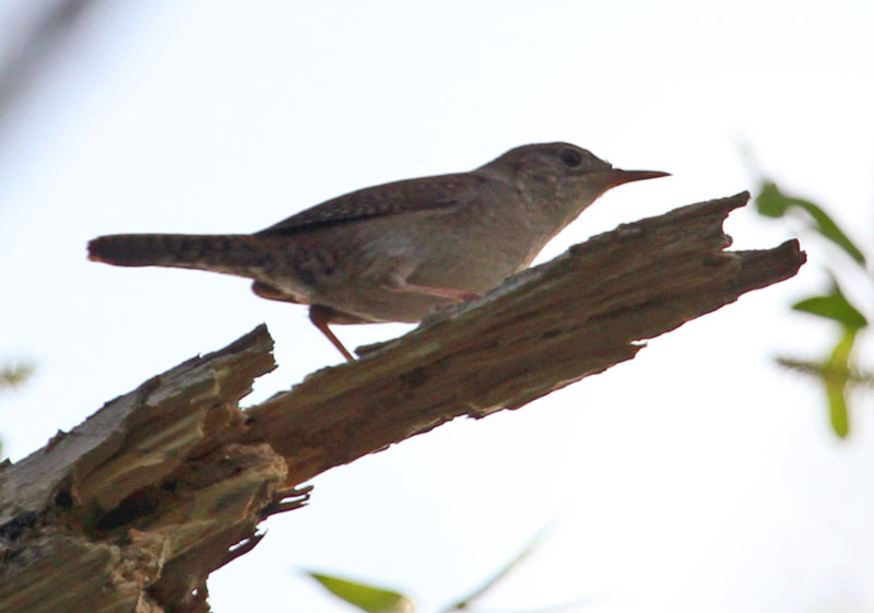 House Wren