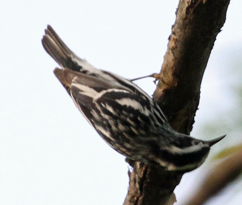 B&W Warbler 2