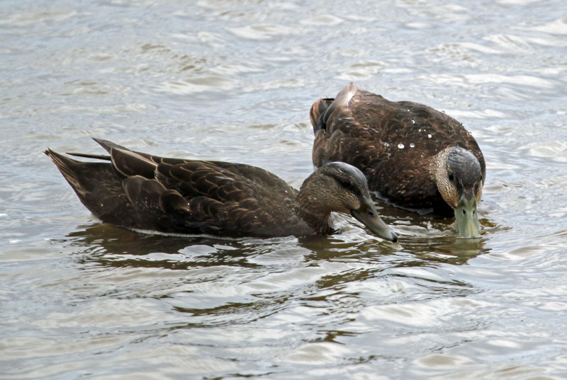 American Black Ducks