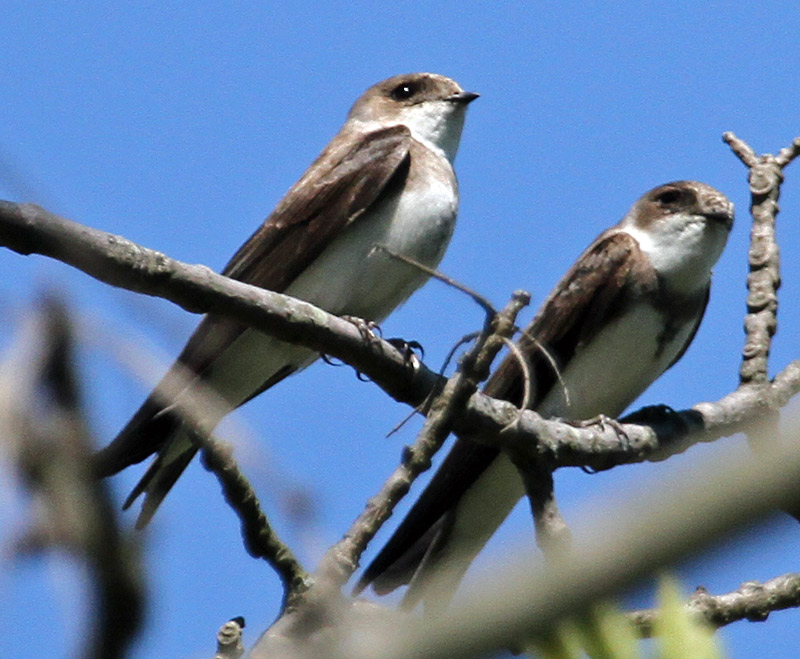 Bank Swallow