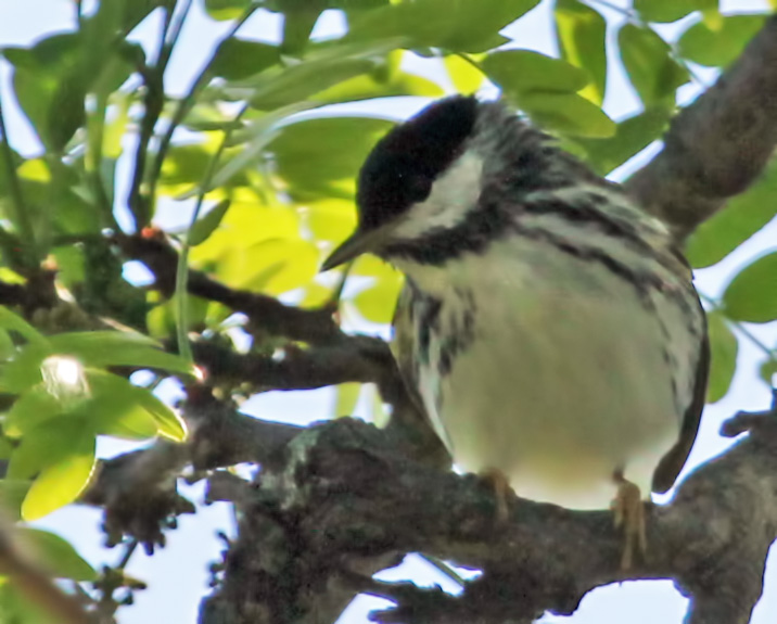 Blackpoll Warbler