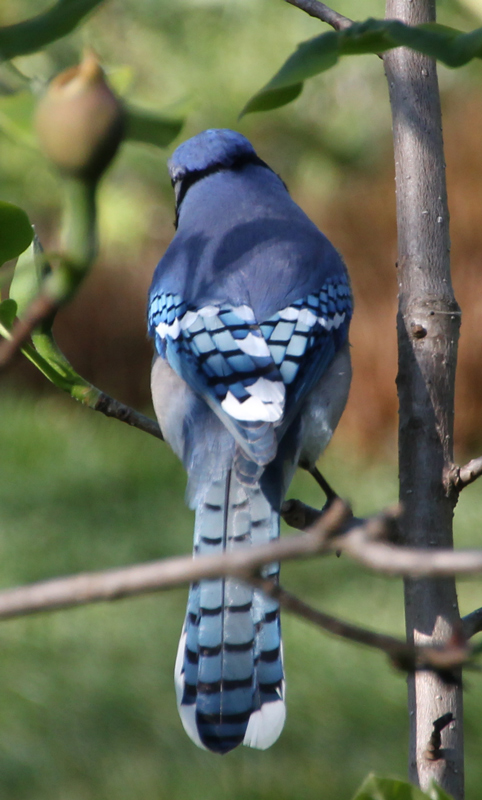 Blue Jay