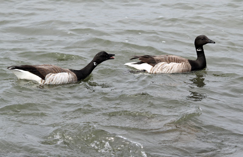 Brant