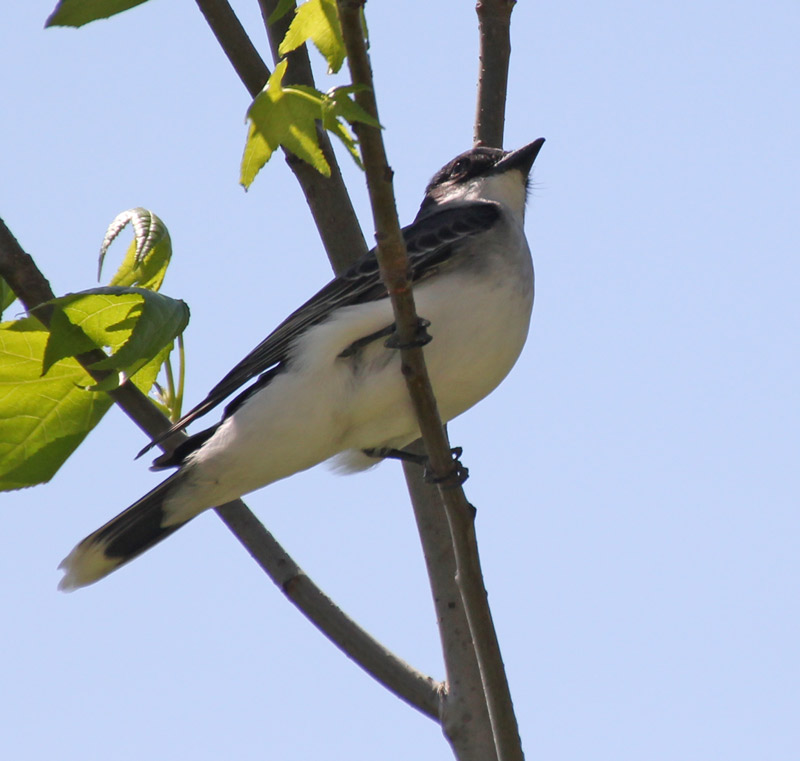 Eastern Kingbird