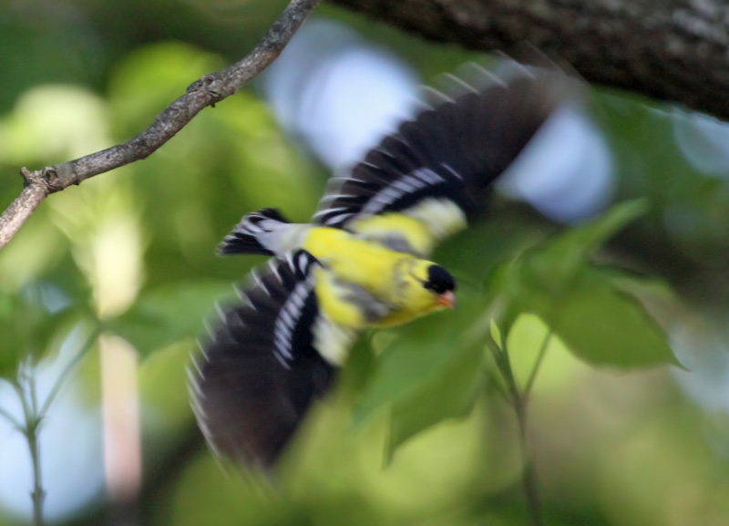 Goldfinch