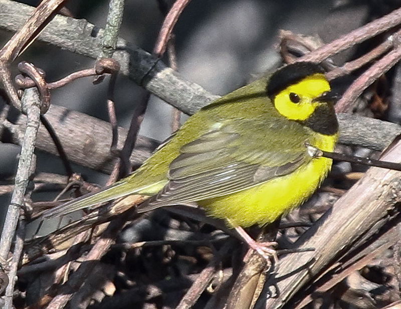 Hooded Warbler