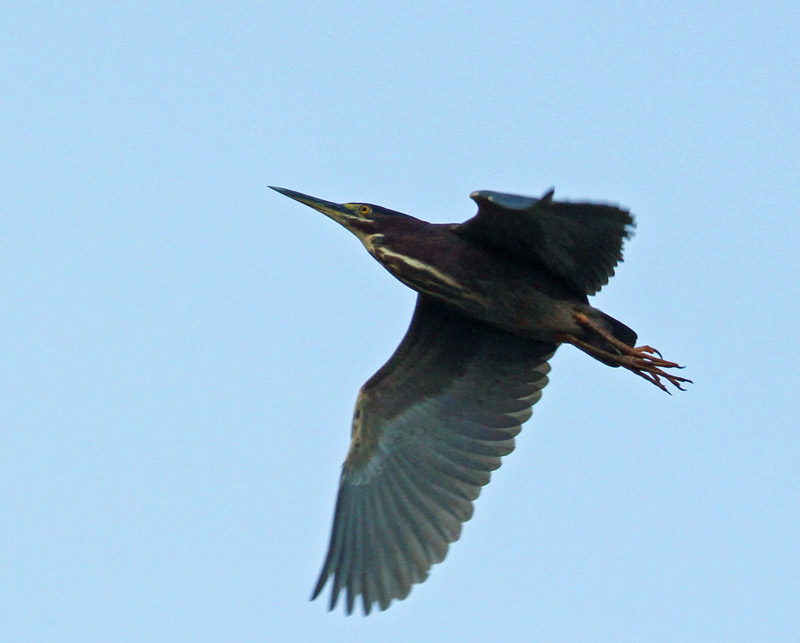 Little Green Heron