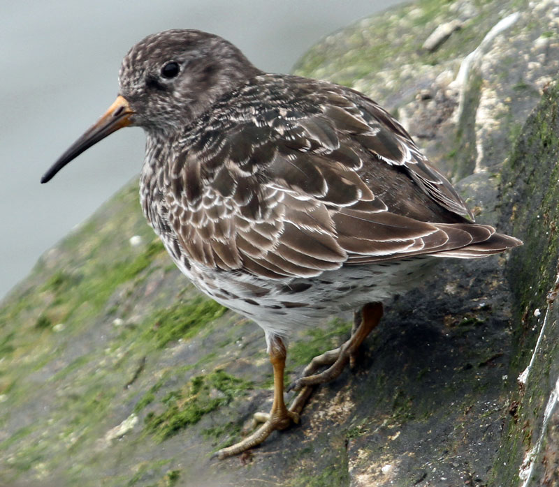 Purple Sandpiper