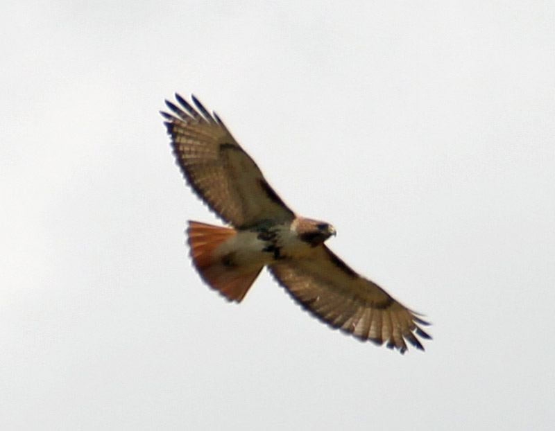 Red Tail Hawk