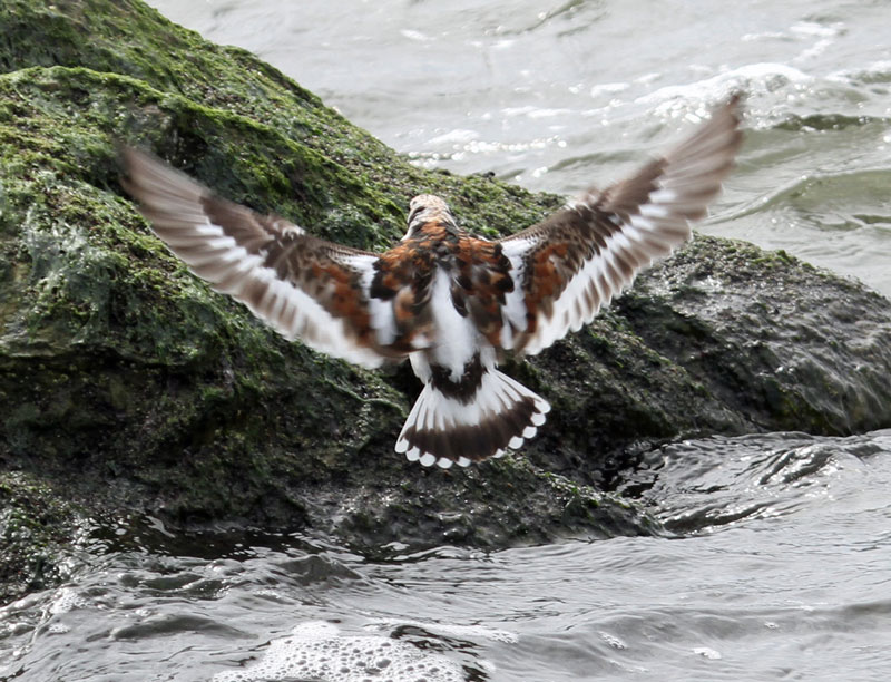 Ruddy Turnstone 2