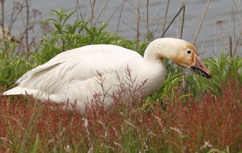 Snow Goose