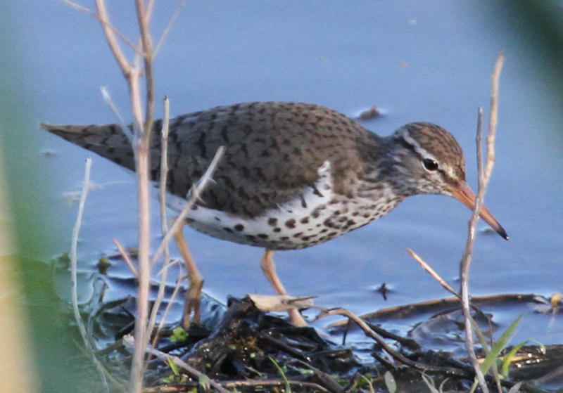 Spotted Sandpiper