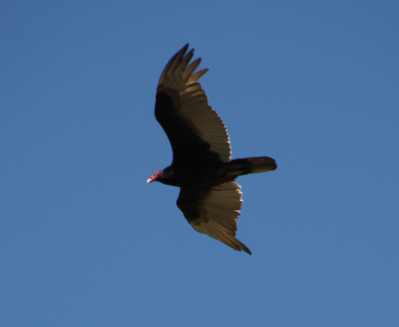 Turkey Vulture