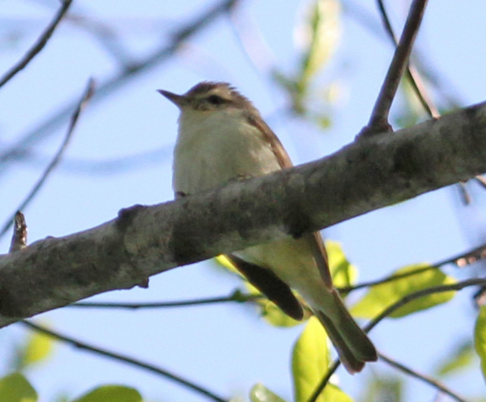 Warbling Verio