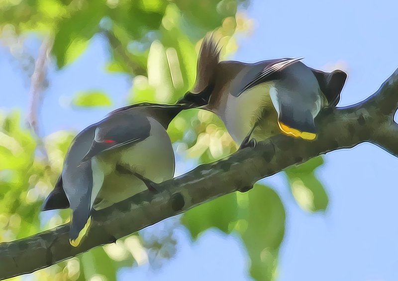 Kissing Waxwings