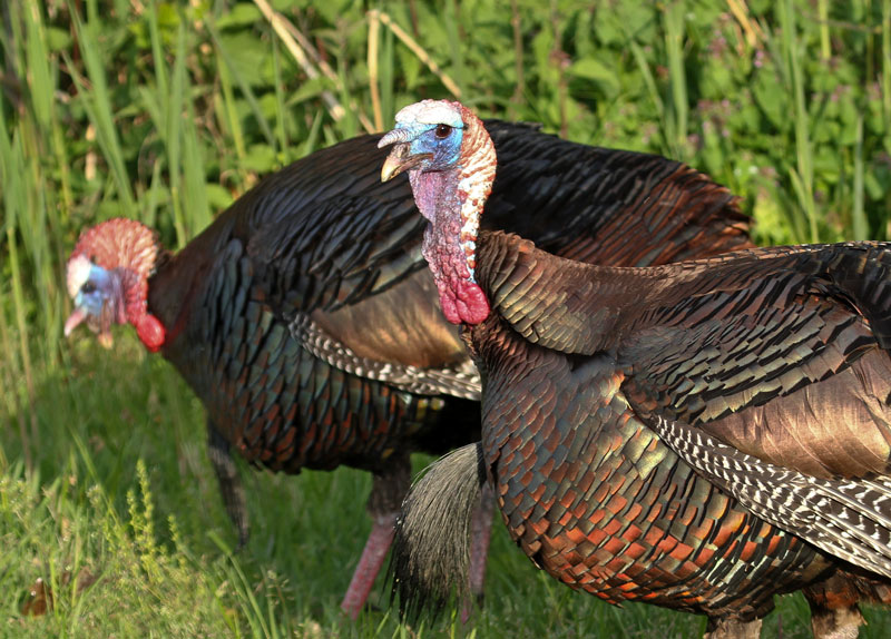Wild Turkey