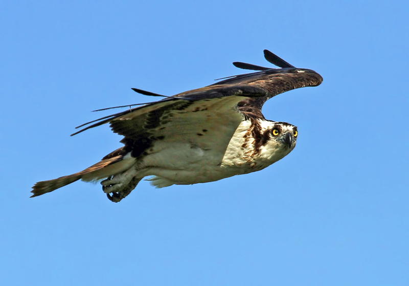 IMG_7728-copysfw