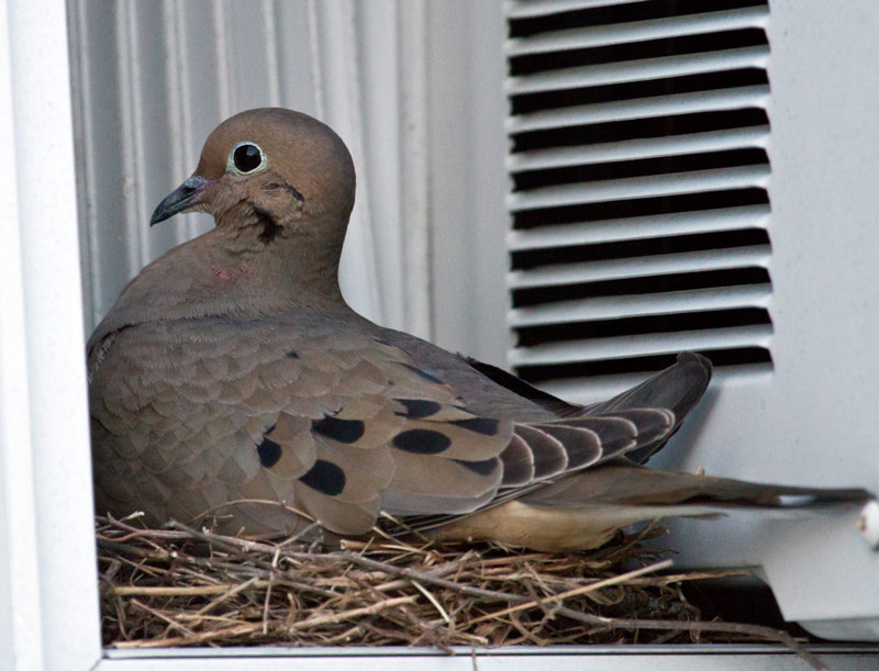 Mourning Dove