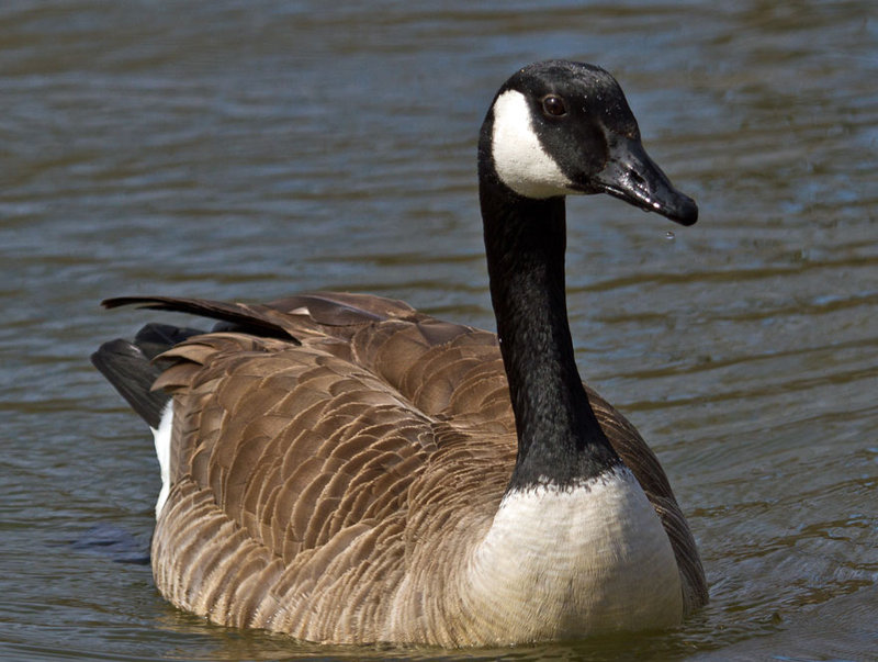 Canada Goose