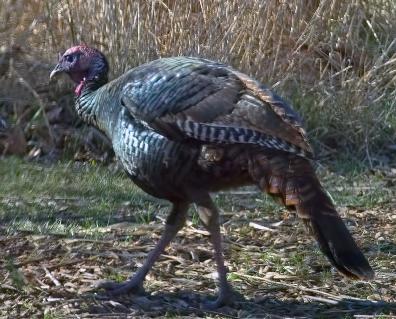 Wild Turkey (Eastern)
